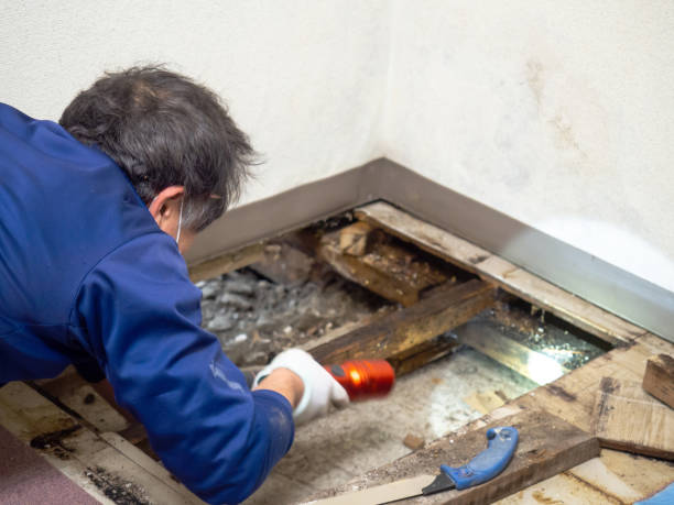 Best Mold Testing and Inspection Services in Framingham, MA