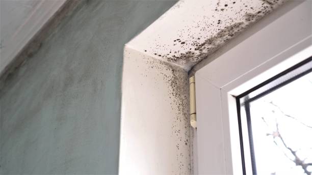 Best White Mold Remediation in Framingham, MA
