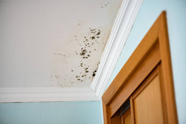 Best Attic Mold Remediation in Framingham, MA