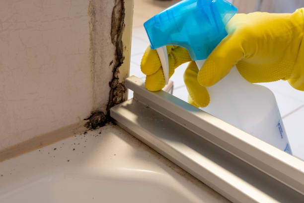 Best Bathroom Mold Remediation in Framingham, MA