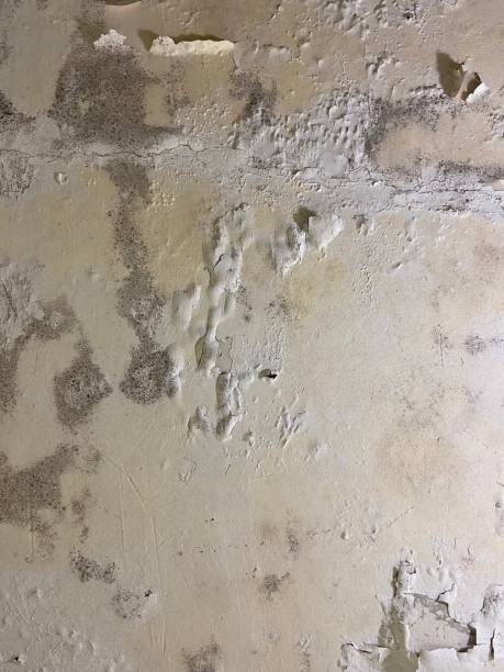 Best Kitchen Mold Remediation in Framingham, MA