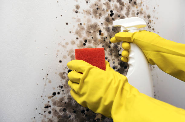 Best Mold Remediation for Specific Building Types in Framingham, MA