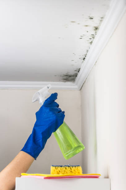Best Basement Mold Remediation in Framingham, MA